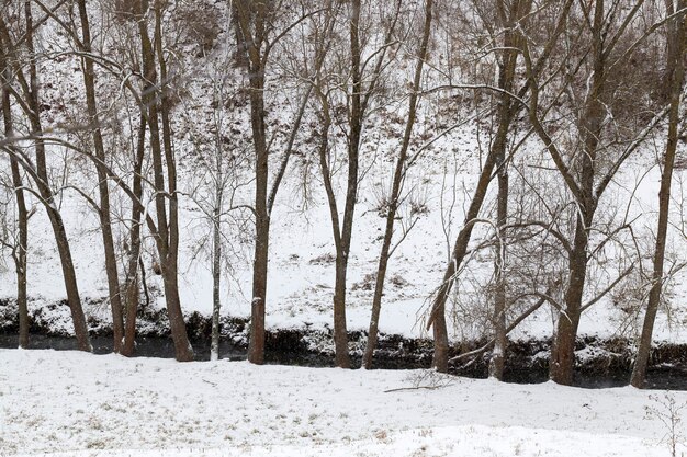 Not frozen creek in the winter season, on the edge of trees grow