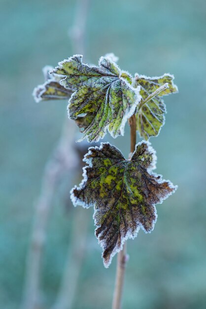 Frozen currant leaves Selective focus