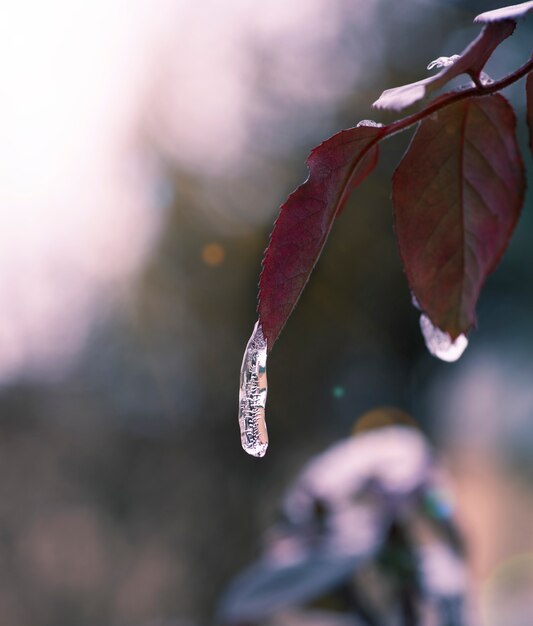 A frozen drop of water on a leaf of a rose 