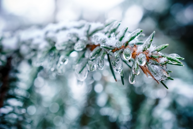 frozen droplets of ice hanging from a branch