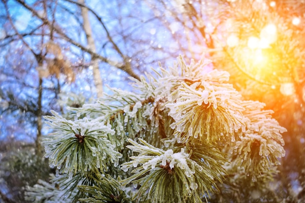 The frozen droplets of ice on pine needles