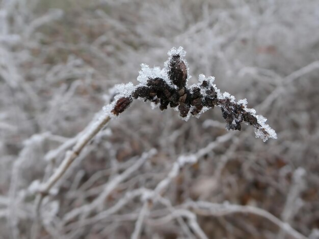 Foto bordi congelati della pianta al mattino