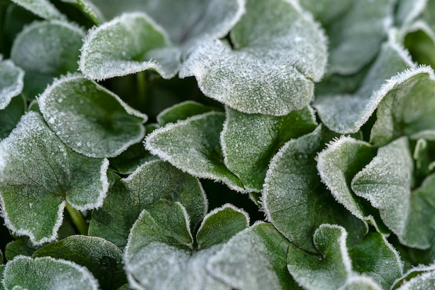 Frozen flower