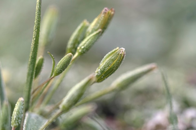 Frozen flower