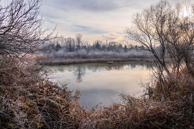 Замороженное туманное утро в лесу у озера