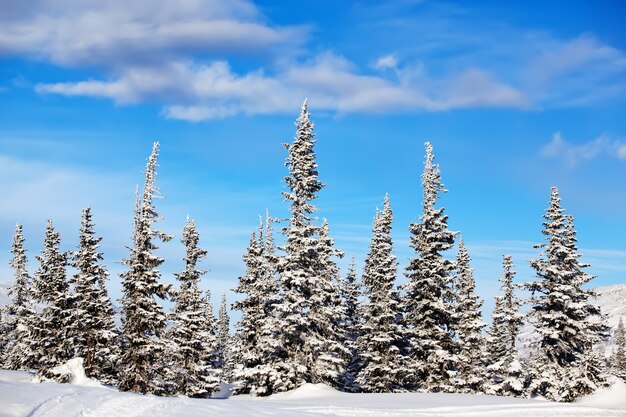 Frozen forest Spruce trees Winter landscape