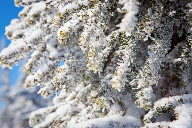 Frozen forest Spruce trees Winter landscape