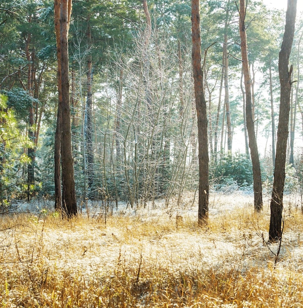 Frozen forest