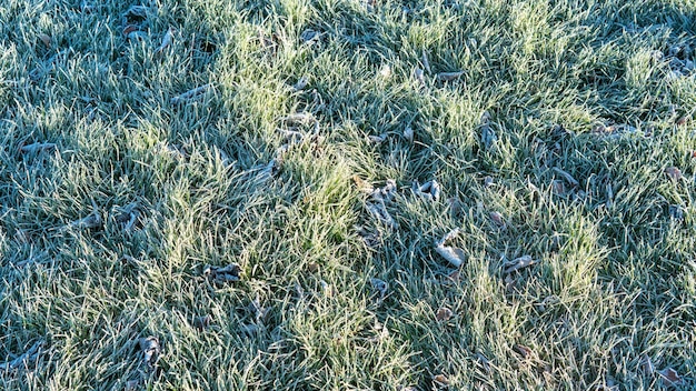 Frozen grass background The first frost in autumn