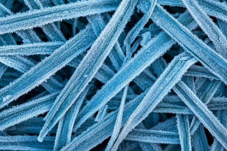 Photo frozen grass blades glisten in the crisp air of a frosty dawn high resolution realistic image