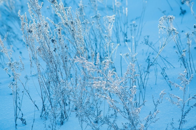 냉동 된 잔디 클로즈업입니다. 식물의 서리. 겨울 풍경 : 성격에 눈. 안개 배경, 야생 꽃과 마른 잔디 눈으로 덮여