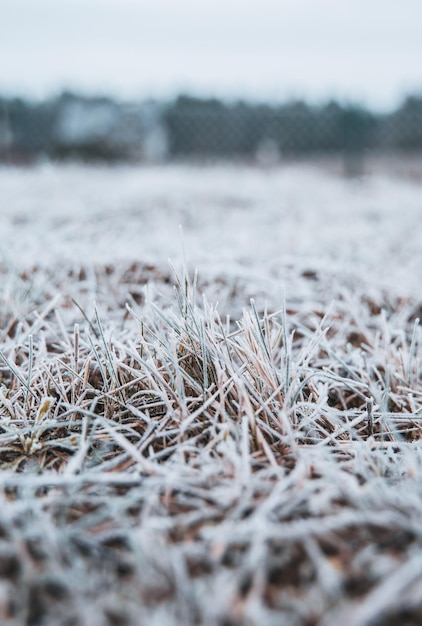 Frozen grass on the fields Frosty winter morning macro Cold weather background concept Hoarfrost morning weather