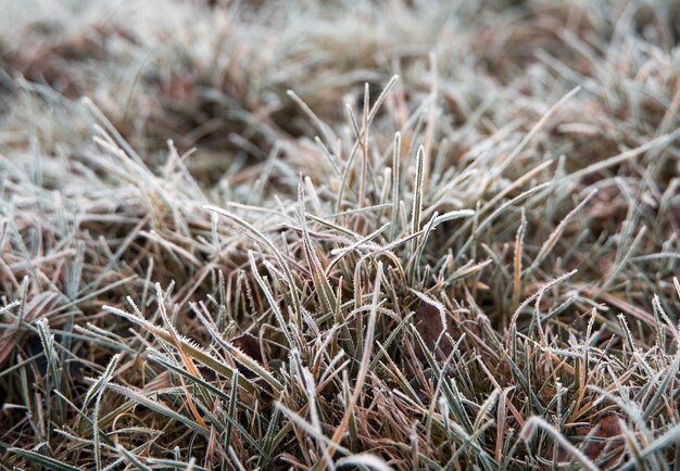 Frozen grass on the fields Frosty winter morning macro Cold weather background concept Hoarfrost morning weather