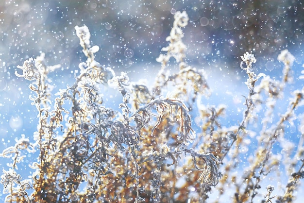 The frozen grass in the frost