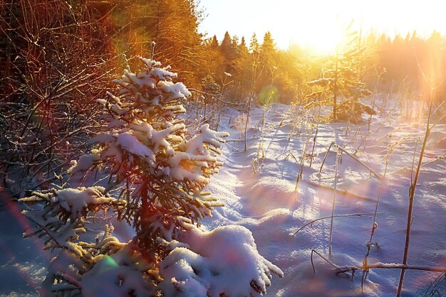 The frozen grass in the frost