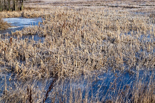 冬の湖の凍った草乾いた草と湖または川の領土の冬の葦