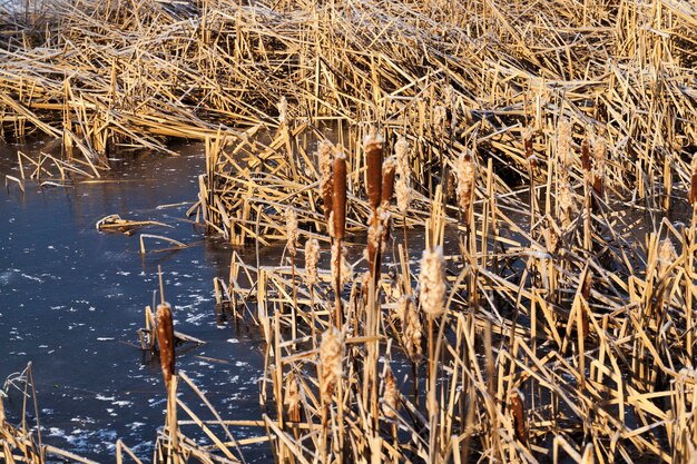 冬の湖の凍った草乾いた草と湖または川の領土の冬の葦