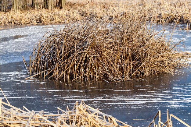 Frozen grass on the lake in winter