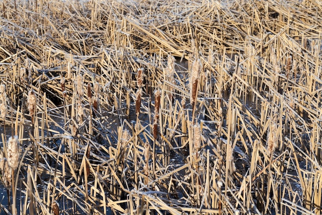 Frozen grass on the lake in winter