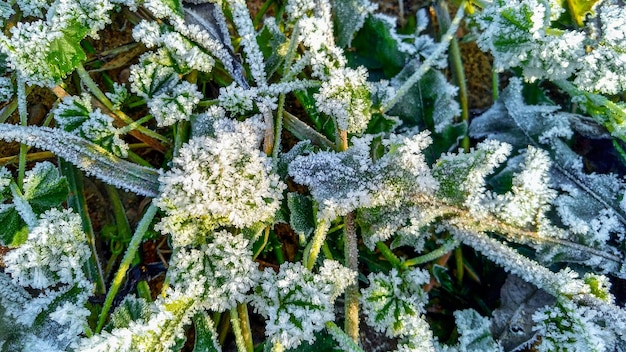 Frozen grass and leaves closeup Hoar frost plants