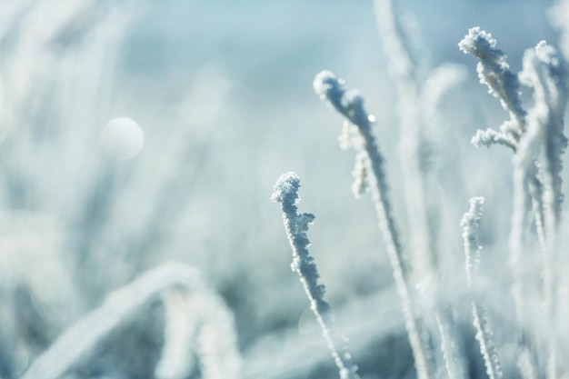 Frozen grass in the mountains