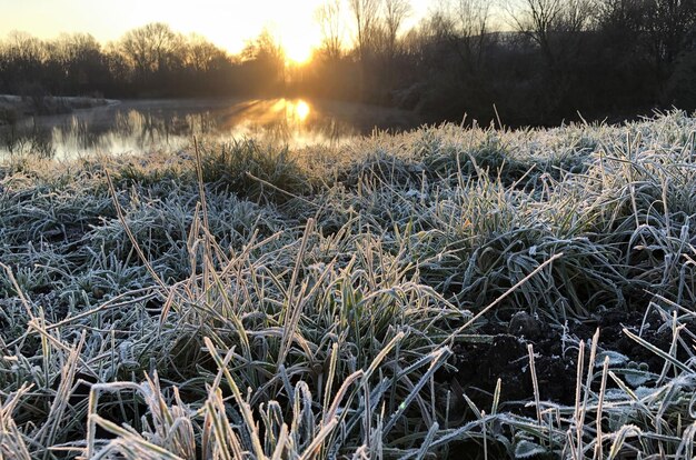 Frozen grass in the sunset in the amsterdam woods