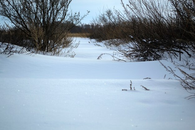 Frozen grass in the winter fields under the snow