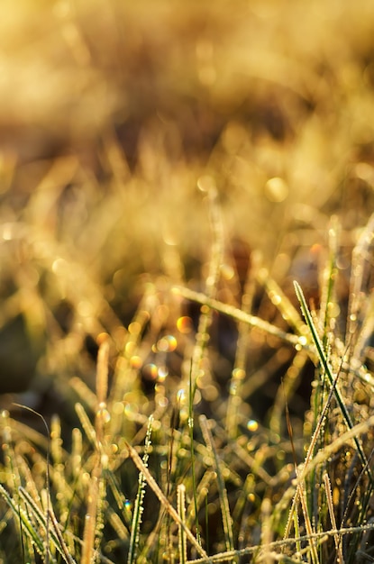 Frozen grass