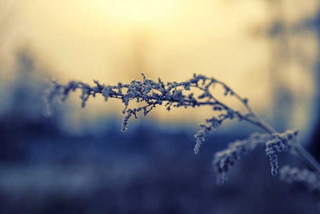 Frozen grass