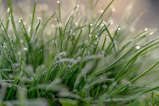 Frozen green grass