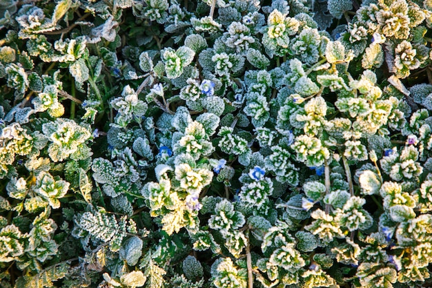 Frozen green leaves and blue flowers of a plant in winter