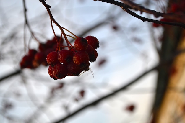 Frozen hawthorn autumn first frost