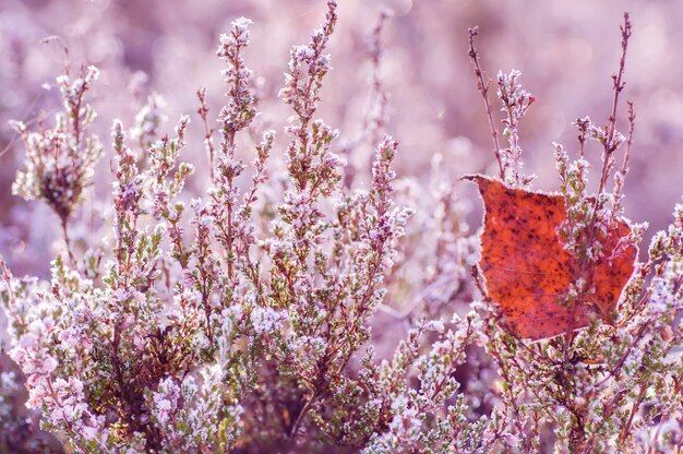 Frozen heather flower, floral vintage winter  background, macro image