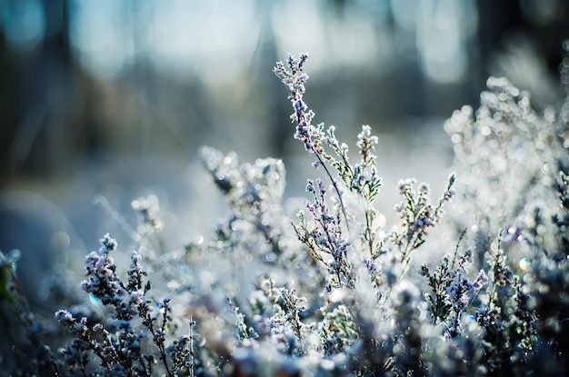 Frozen heather flower