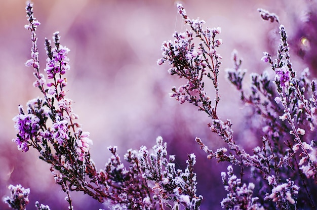 Frozen heather flower