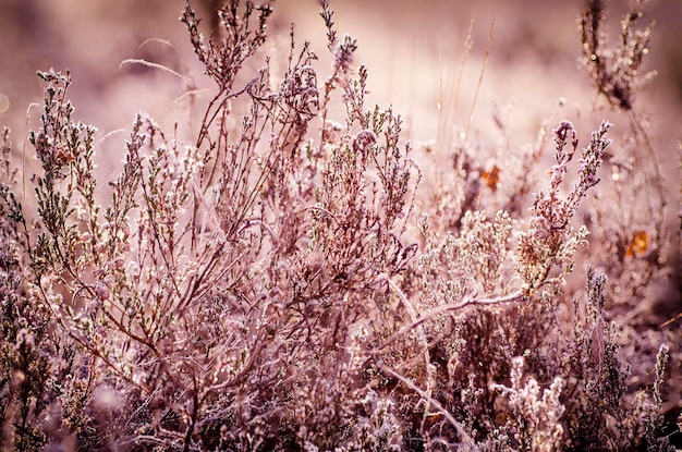 Frozen heather flower