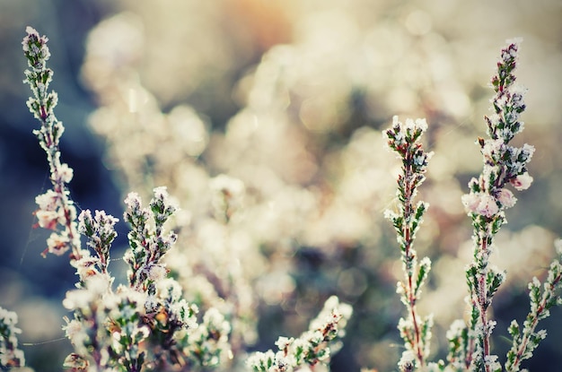 Frozen heather flower