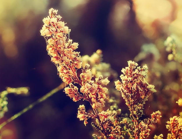 Frozen heather flower