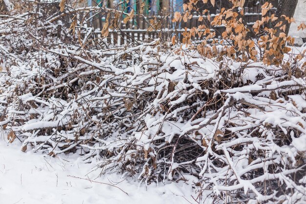 Frozen ice covered leaves and branches