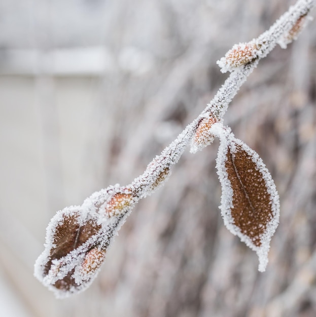 凍った氷で覆われた葉と枝