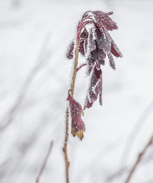 Frozen ice covered leaves and branches