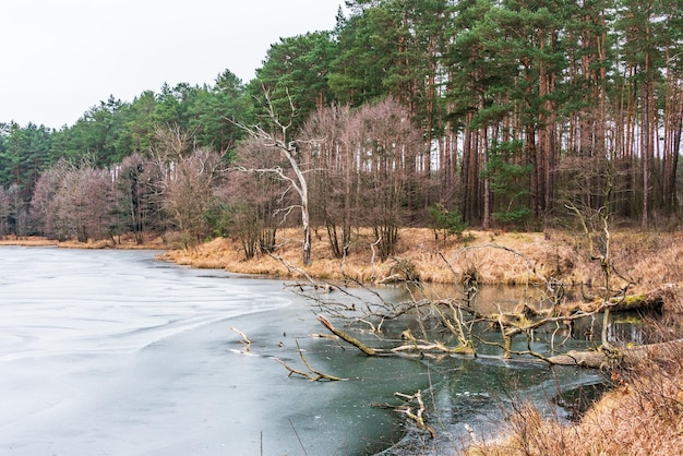 A frozen ice-covered meandering river flowing through a winter forest green pines brown bushes