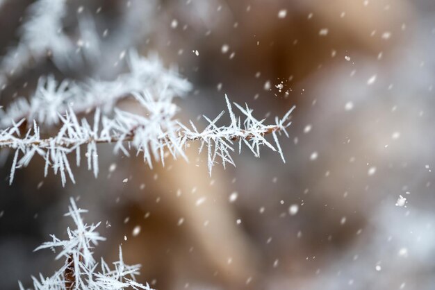 Frozen ice crystals clsoe up