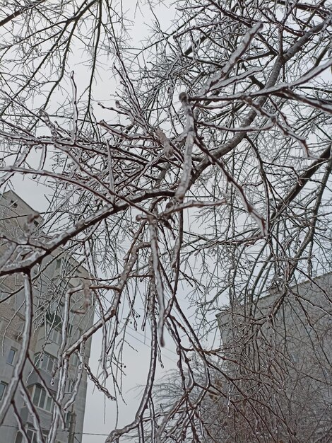 氷の木の枝で凍った冬の凍った木の枝