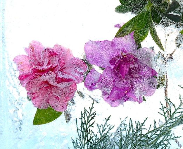 Frozen Japanese Camellia flower inside of ice