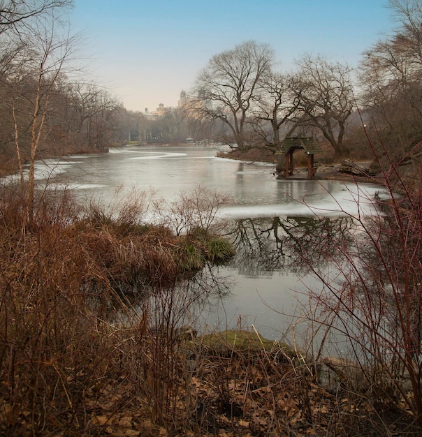 Photo frozen lake in central park with reddish vegetation view