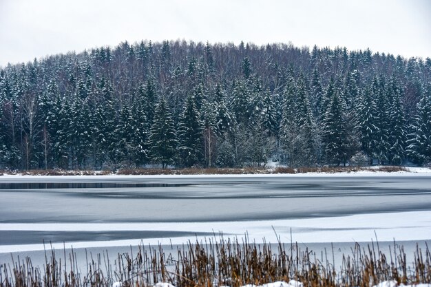 Frozen lake in the winter forest