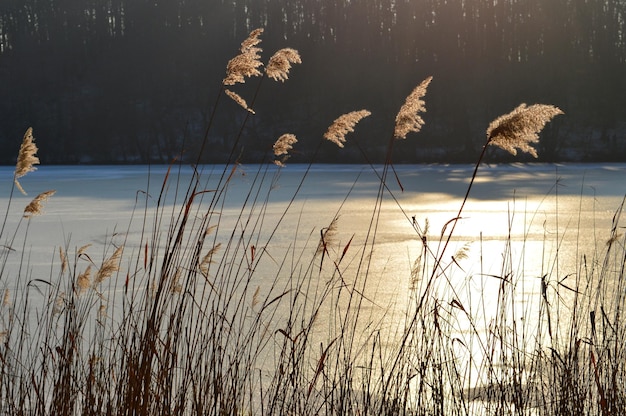 Photo frozen lake