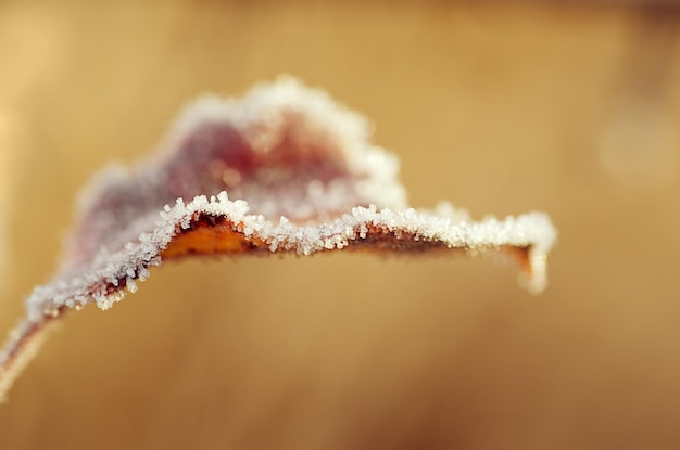 Frozen leaf