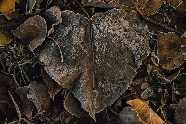 Фото Замороженные листья